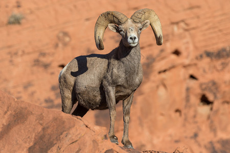 一只大角绵羊在红岩中图片