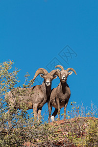 沙漠中大角羊绵和公羊图片