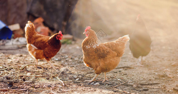 传统有机家禽农场的散养鸡图片