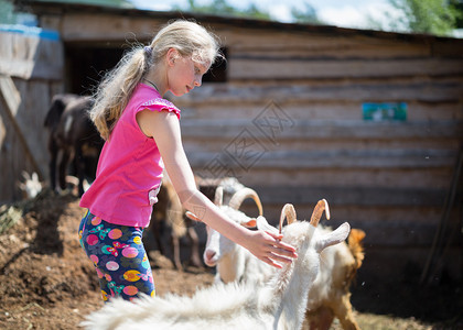 孩子们在农场和山羊玩耍图片