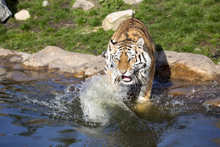 喝水的黑豹图片