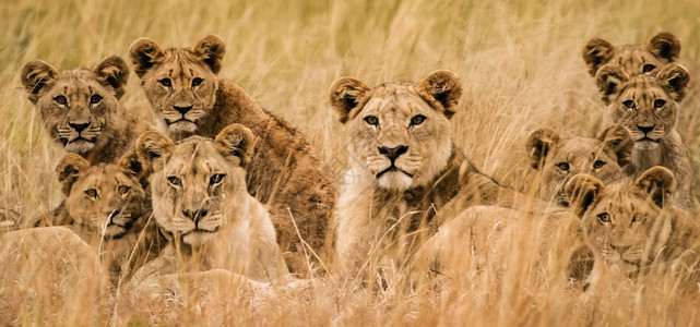 非洲狮子家族眼睁图片