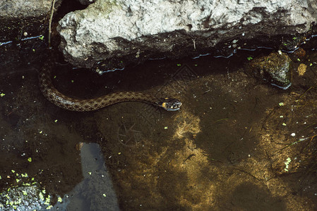 蛇在河里游泳的高角度视图图片