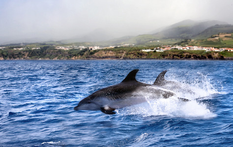 跳跃海豚图片