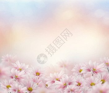 粉红色雏菊花图片