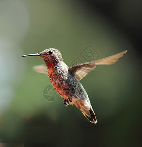 在花园里盘旋的红喉蜂鸟背景图片