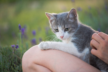 可爱的猫与幼童一图片