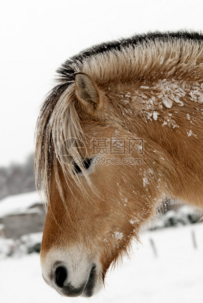 被冰雪覆盖的马头图片