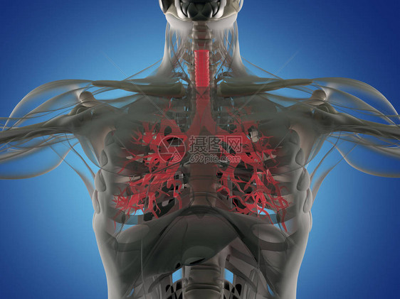 人体支气管解剖model3d插图图片
