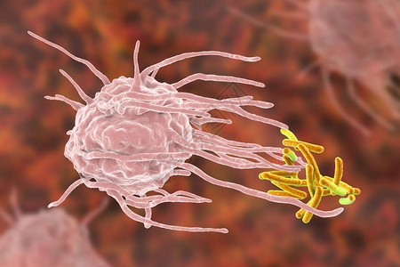 巨噬细胞吞噬结核菌结核分枝杆菌图片