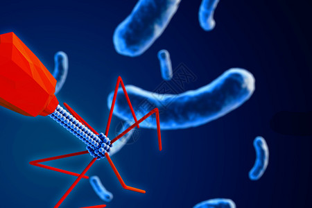 噬菌体攻击细菌的3d宏观图解图片