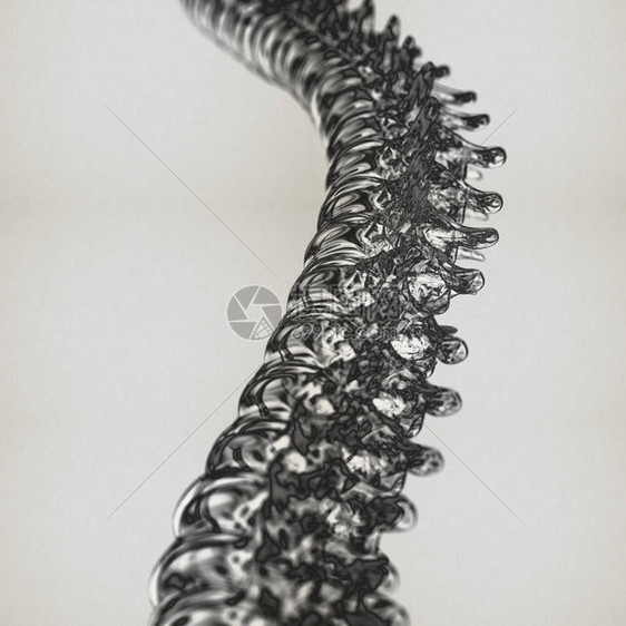 人类脊椎模型图片