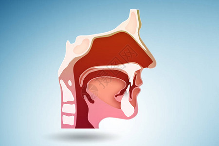 人体头部与各种器官的插图图片