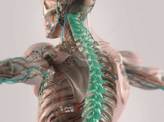 人类脊椎模型图片