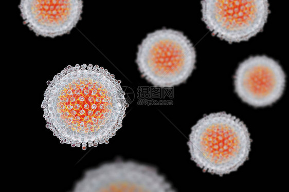 丙型肝炎模型图片