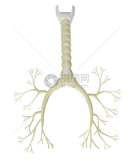 孤立在白色背景上的支气管树图片