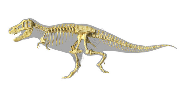 TRex恐龙摄影现实全骨架图片