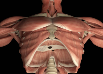 男胸部解剖模型图片