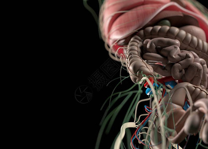 人体器官和神经系图片