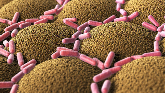 消化系统微小树脂表面的细菌a图片