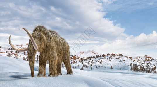 Woollylomoth设置在冬季的景象环境中169全景格式背景图片