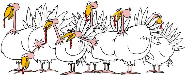 这幅插图描绘了一群家养火鸡图片