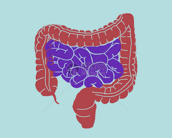 肠道解剖学肠道的插图插图图片
