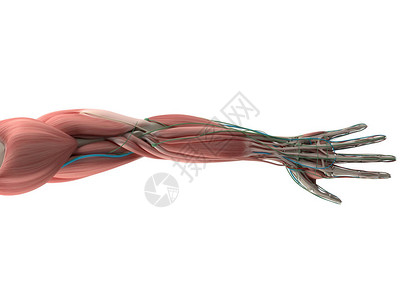 人体手臂解剖模图片