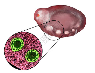 二级吊卵巢中显示原始初级和二级浮囊的横截面光显微镜血氧素和色放大度200设计图片