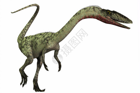 Coelophysics是一种双翅掠食恐龙在北美的三亚图片