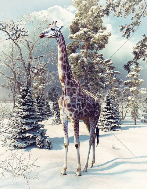 冬季森林的长颈鹿3D使元图片