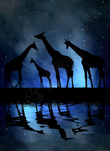 夜空中的长颈鹿群图片