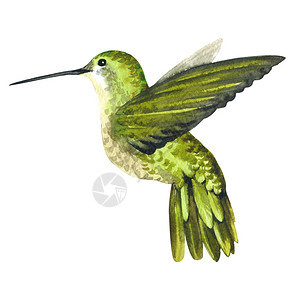 在野生动物中的天空鸟colibri由孤立的水彩风格狂野的自由背景图片