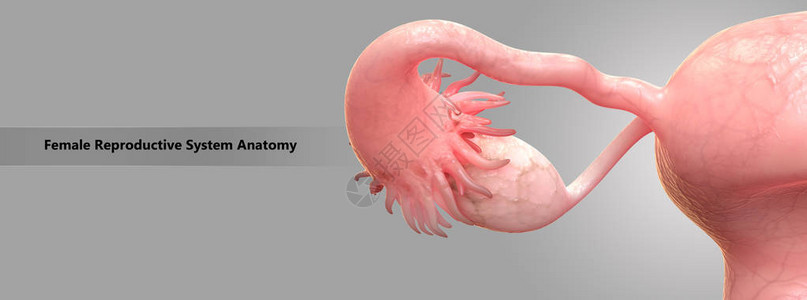 女生殖系统解剖图片