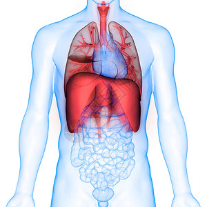 人体呼吸系统肺图片