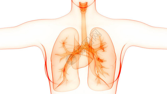 人体呼吸系统肺解剖学的3D插图图片