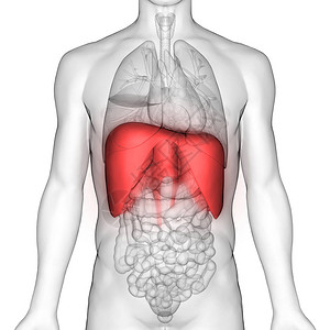 3D人体呼吸系统隔图片
