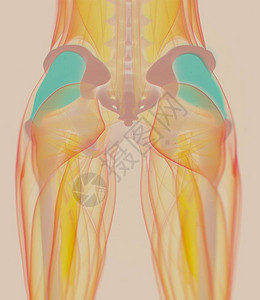 FasciaLata解剖模图片