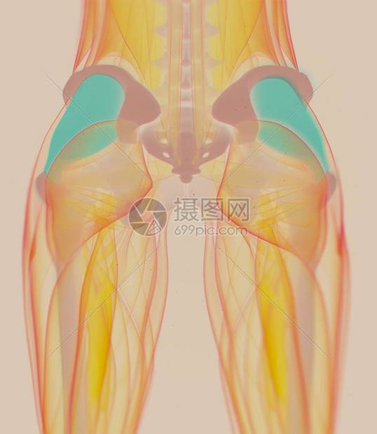 FasciaLata解剖模图片