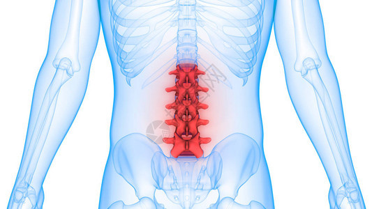 人体器官脊柱的3D插图图片