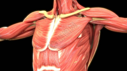 人体肌肉3d数码插画图片