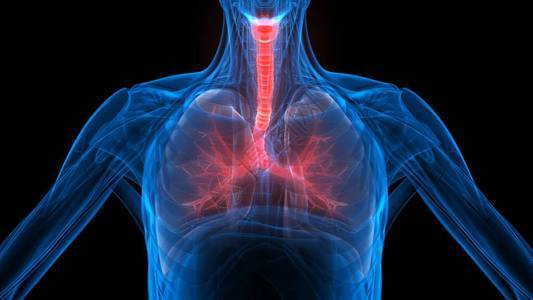人体呼吸系统部分肺部解剖X射图片