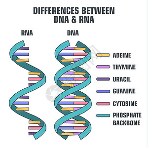 rnaDNA和RNA的矢量科学图标螺旋式循环插画