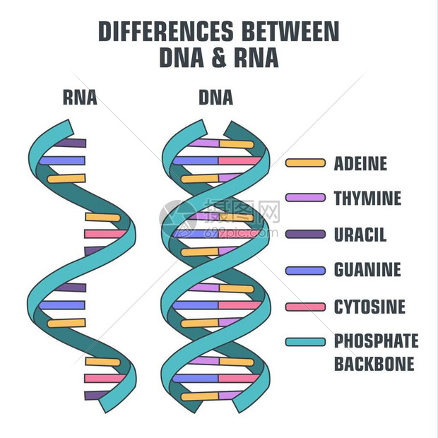 Dna rna 502727444 
