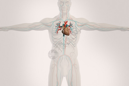 人类对循环系统进行解剖X射线透视图片