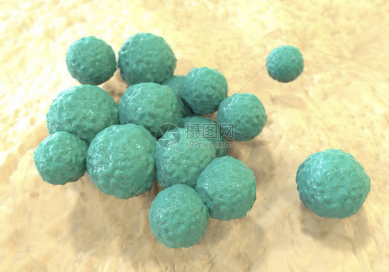 3D插图Gram阳球状细菌图片