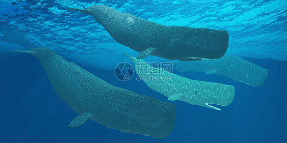 鲸是最大的齿食掠者潜水到深海水域在巨型图片