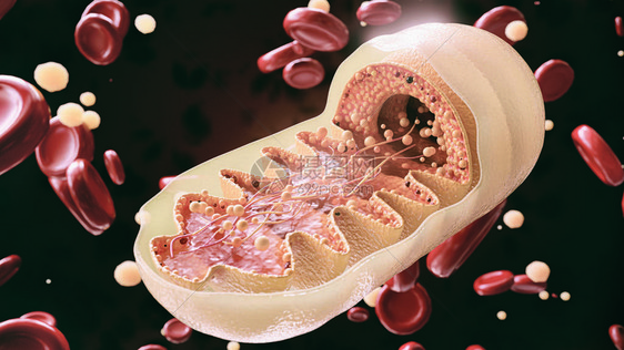 密闭中的mitocondria单元格图片
