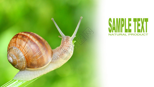 草上的可食用蜗牛Helixpomatia蜗牛为世界各地的许多人提供了一种容易获得的蛋白质来源图片与您图片