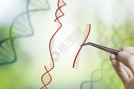 基因工程转基因生物和基因操纵概念GMO图片